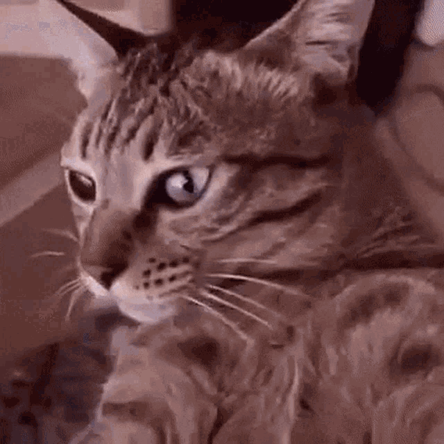 Interstellar Cat Kitty GIF - Interstellar Cat Kitty Spinning GIFs.
