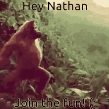 Hey Nathan Meestor Pompus Poopus GIF - Hey Nathan Meestor Pompus Poopus Chairman Monkey GIFs