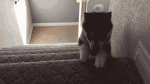Caboom Poor Puppy GIF - Caboom Poor Puppy Fall Down Staris GIFs