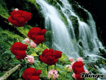 Roses Bloom GIF - Roses Bloom GIFs