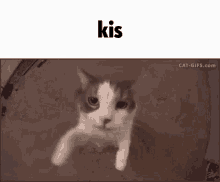 Kiss Cat GIF - Kiss Cat Kis GIFs