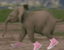 Elephant Sneakers GIF - Elephant Sneakers Chucks GIFs