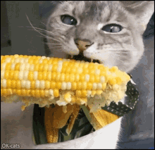 Cat Cats GIF - Cat Cats Corn GIFs