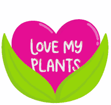 plant plant