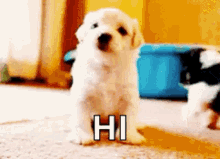 Puppy Dog GIF - Puppy Dog Wave GIFs