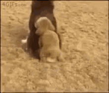 Dogs Play GIF - Dogs Play GIFs