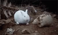 Python Rabbit GIFs | Tenor