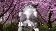 Herman Cat GIF - Herman Cat Funny GIFs