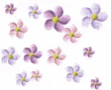 flowers flowers