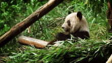 Panda Bamboo GIF - Panda Bamboo Eating GIFs