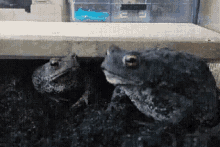 Frog Chill GIF - Frog Chill Chilling GIFs