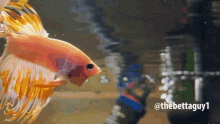 Thebettaguy1 Fish GIF - Thebettaguy1 Betta Fish GIFs
