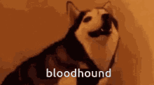 bloodhound rn be like husky quish but its bloodhound bloodhound bloodhound rn be like husky quish but its bloodhound bloodhound