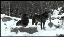 Wolf Howling GIF - Wolf Howling Wild GIFs