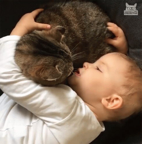 hugging-cat-comforting-cat.gif