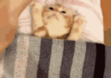 Kitten Tuck Me In Good Morning GIF - Kitten Tuck Me In Good Morning Cat GIFs
