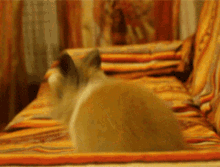 bunny hop