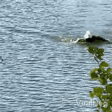 Swimming Viralhog GIF - Swimming Viralhog Going To The Shore GIFs