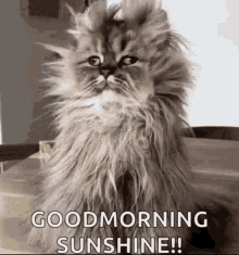 Just Woke Up Good Morning Sunshine GIF - Just Woke Up Good Morning Sunshine Cat GIFs