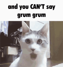 tafla grum grum shocked tony zaret funny cat