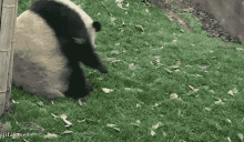 Panda Roll Over GIF - Panda Roll Over Rolling GIFs