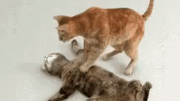 cats-cpr.gif