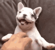 Oi Gente  / Oi Pessoal / Olá / Oizinho / Cachorro / Cachorrinho GIF - Doggo Hi Guys Smiling GIFs