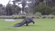 golf monster alligator crocodile