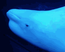 Jinny Jinnytty GIF - Jinny Jinnytty Beluga Whale GIFs