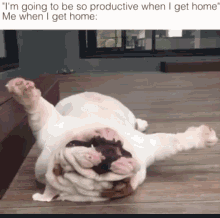dog procrastinate