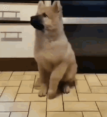 Dance Dog GIF - Dance Dog Cute GIFs