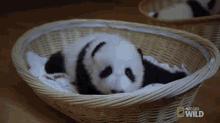 Sweet Baby Panda Eyes GIF - Nat Geo Nat Geo Wild Panda Babies GIFs