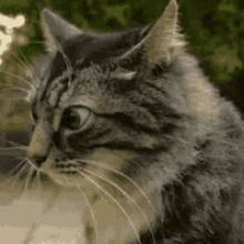 Bengal Cat Eyes Wide GIF - Bengal Cat Eyes Wide Happy GIFs