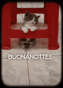 Cats Notte GIF - Cats Notte Gif GIFs