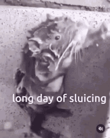 Long Day Of Sluicing Rat Powered Automated Sluicing GIF - Long Day Of Sluicing Rat Powered Automated Sluicing Seablock GIFs