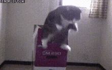 Michi Jumping Cat GIF - Michi Jumping Cat Out Of The Box GIFs