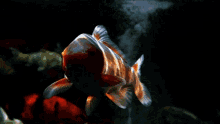 Zen Koi Fish GIF - Zen Koi Fish Slow Motion GIFs
