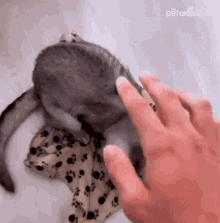 Petting The Pet Collective GIF - Petting The Pet Collective Bite GIFs