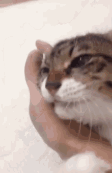 Cat Attached GIF - Cat Attached Arm GIFs