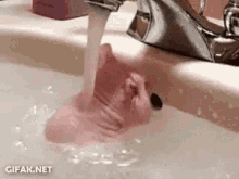 Rat Bath GIF - Rat Bath Bathe GIFs