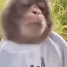 Mono Macaco GIF - Mono Macaco Macaquinho GIFs