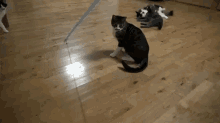 Aim High GIF - Cats Cat Jump GIFs