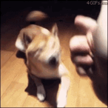 Shiba Inu GIF - Shiba Inu Dog GIFs