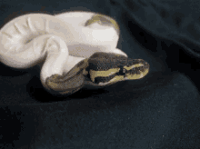 Snake Baby GIF - Snake Baby Ballpython GIFs