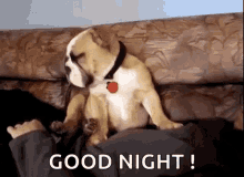 Good Night Pug GIF - Good Night Pug Dog GIFs