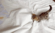 Clean Sheets Cat GIF - Clean Sheets Cat Kitty GIFs