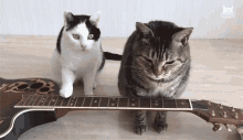 Cats Playing Guitar Cats Playing Instruments GIF - Cats Playing Guitar Cats Playing Instruments Strumming Guitar GIFs