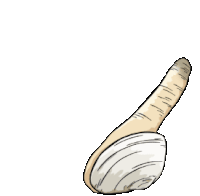 Geoduck Clam Sticker - Geoduck Clam Getting Out Stickers