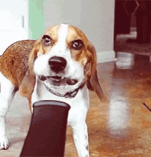 Funny Animals Blower GIF - Funny Animals Blower Dogs GIFs