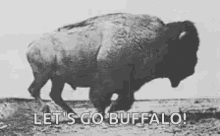 Buffalo Run GIF - Buffalo Run Lets Go GIFs